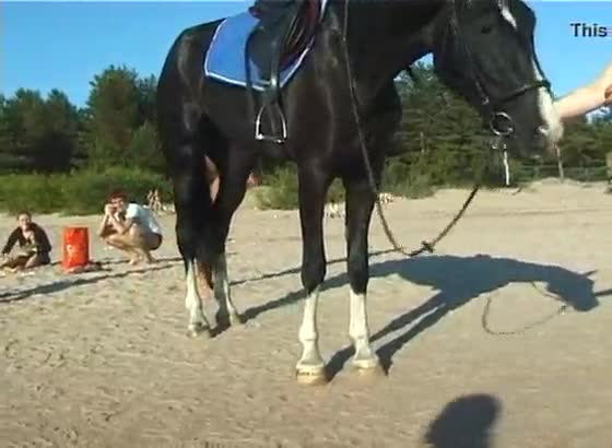 Teen trio hd horse riding school fuck